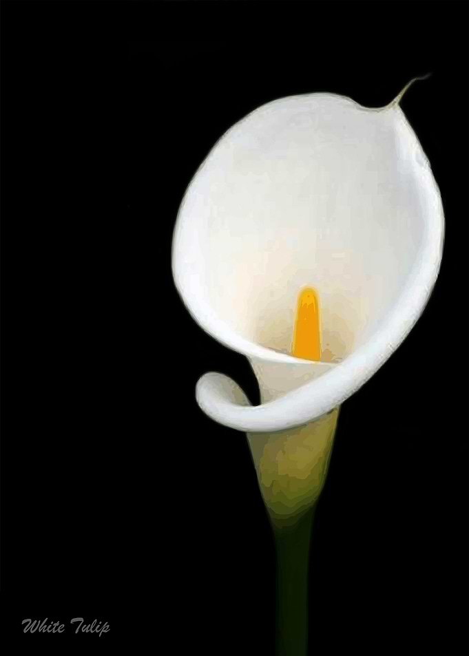 White Tulip