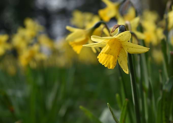 Dirty Daffodil