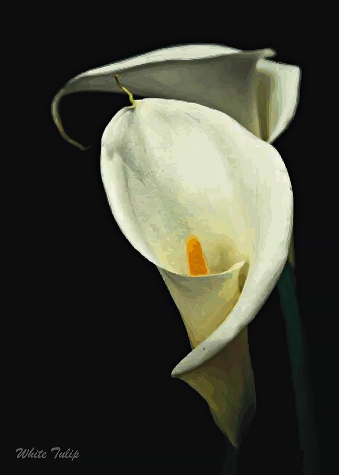 Beautiful Flower