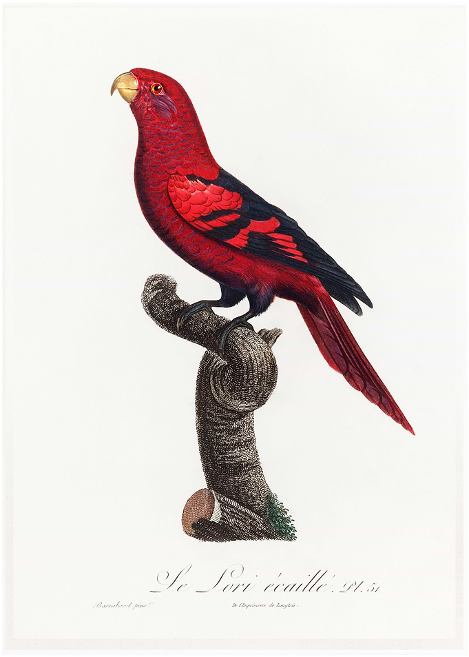 Violet necked lory