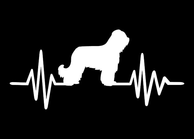 Briard