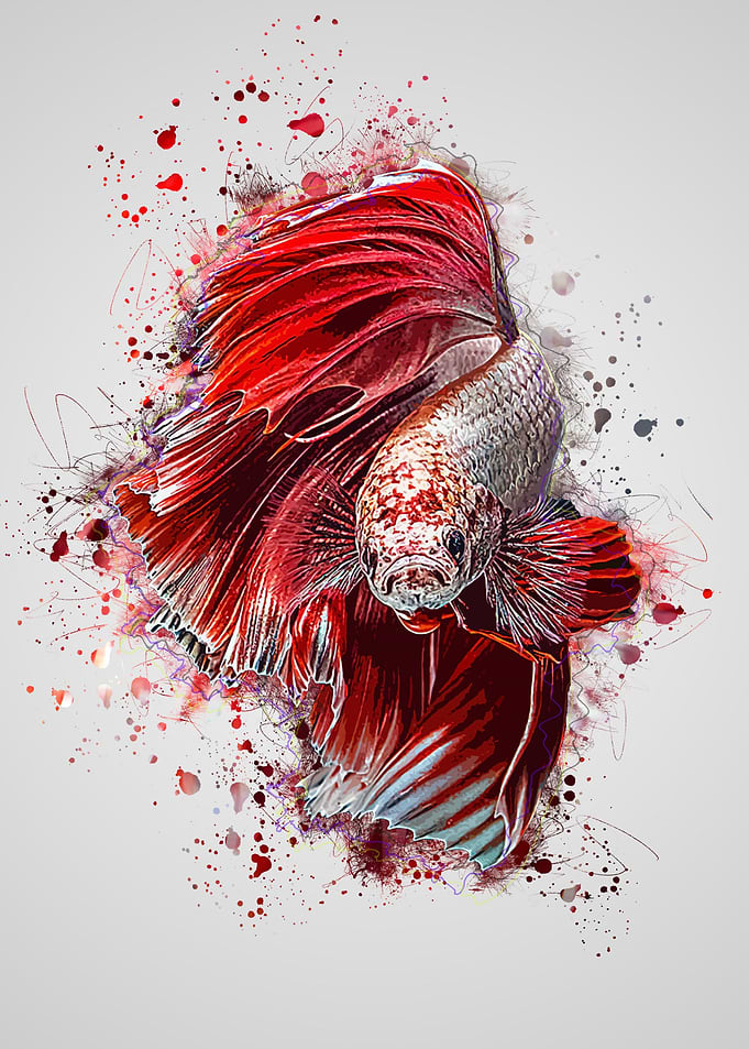 Beautiful Betta