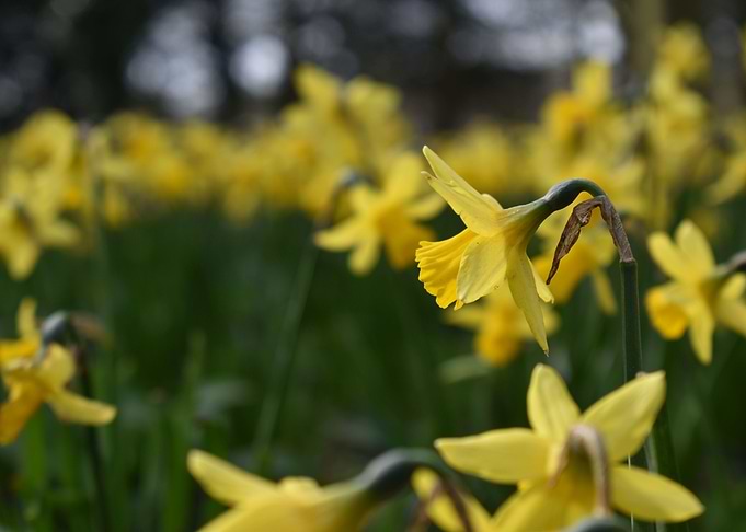 Bright Daffodil