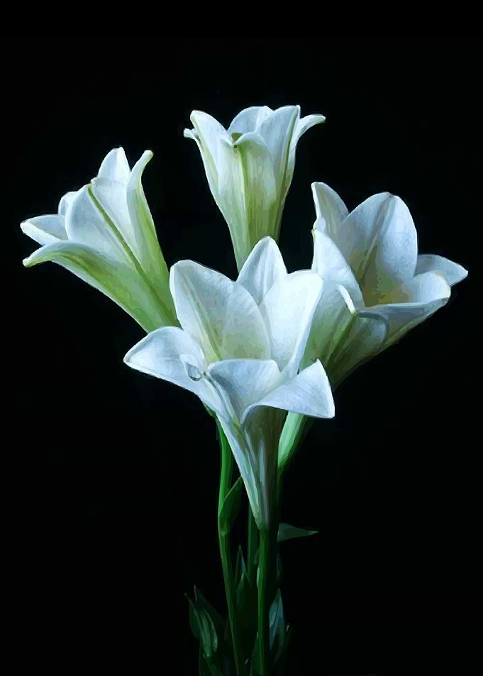 Beautiful Flower