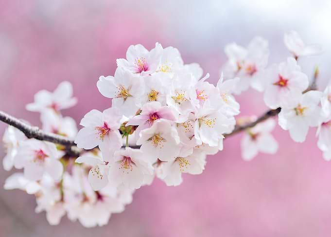 Pink White Cherry Blossoms