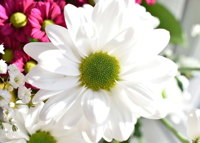 White Flower