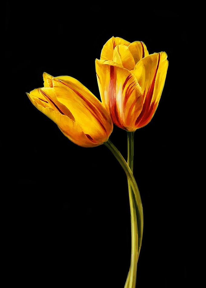 Beautiful Flower