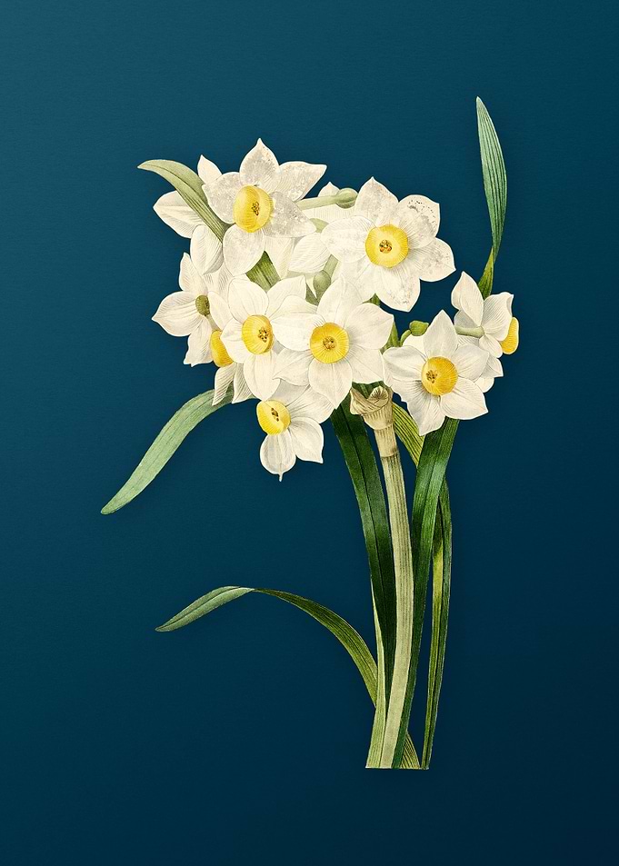 Daffodil on Teal