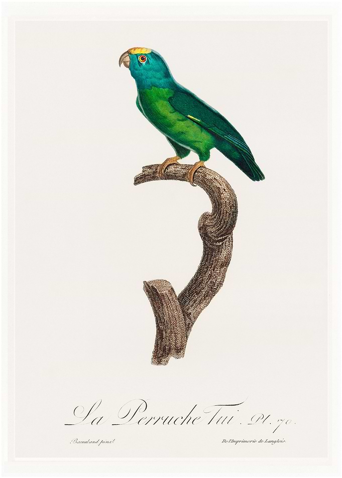 Tui parakeet