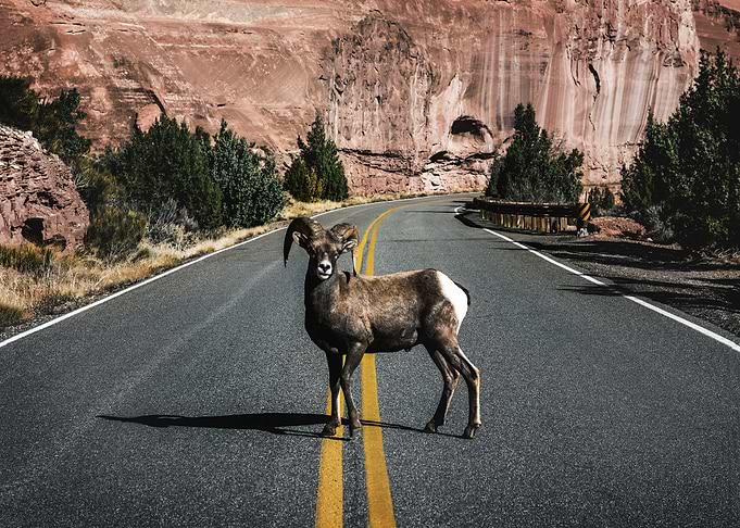A bighorn sheep