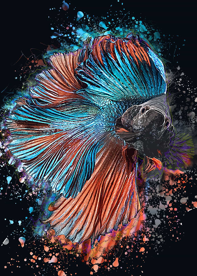 Teal Betta
