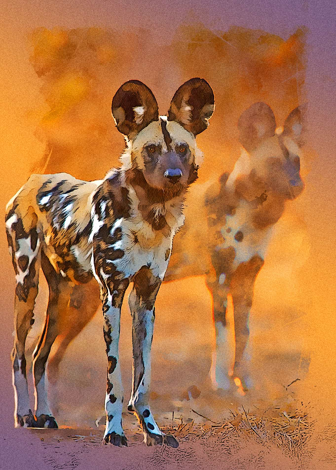 Hyena