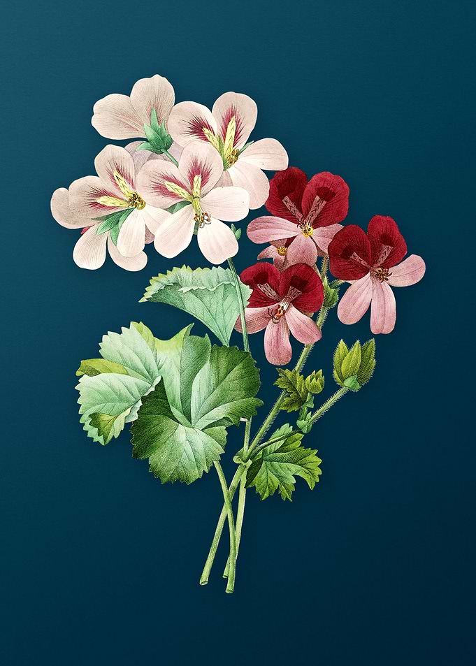 Cranes Bill Geranium Teal
