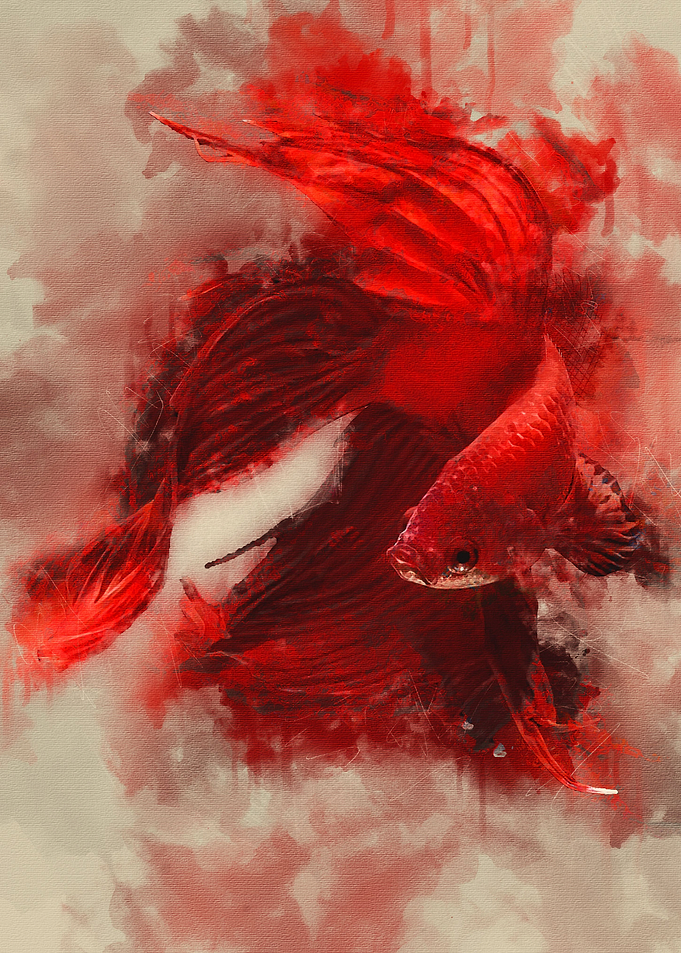 Betta Fish