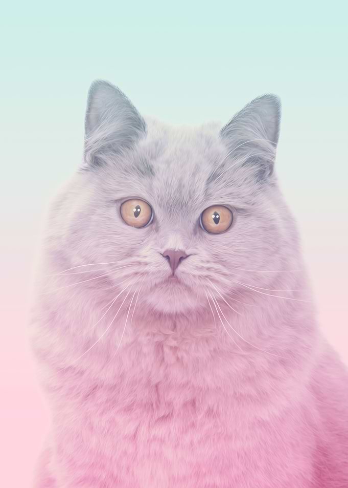 cute cat kitten cats
