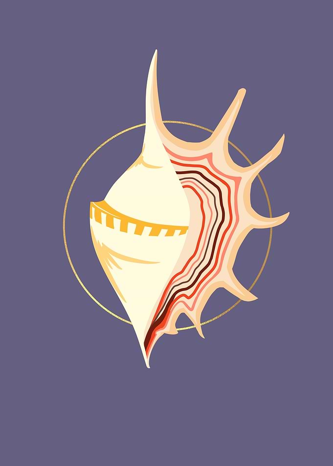 Spider Conch