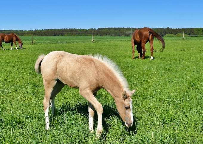 Horses