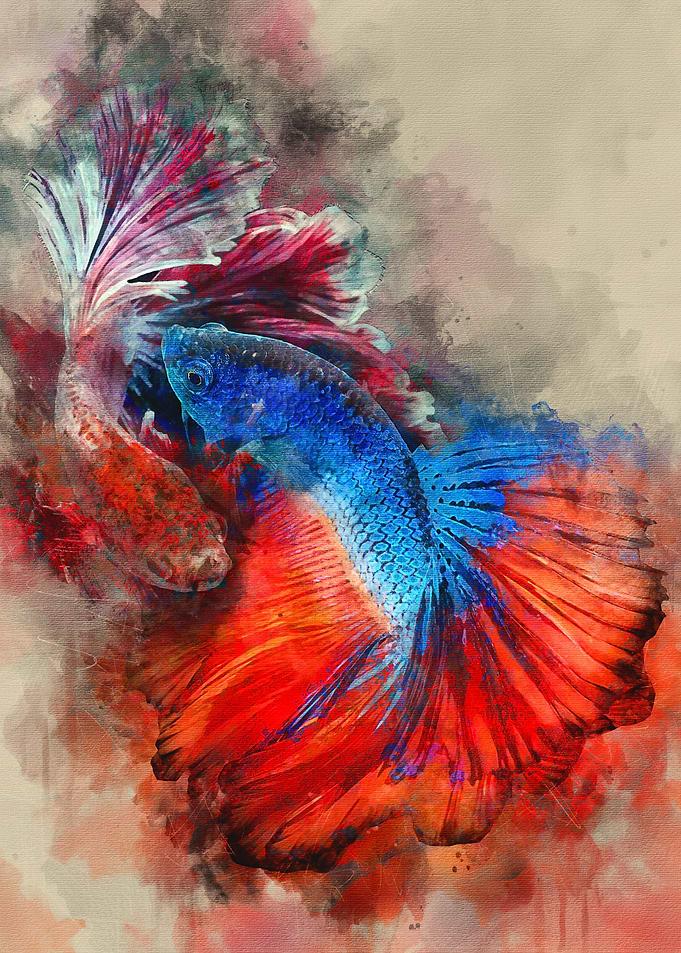 Mating Betta