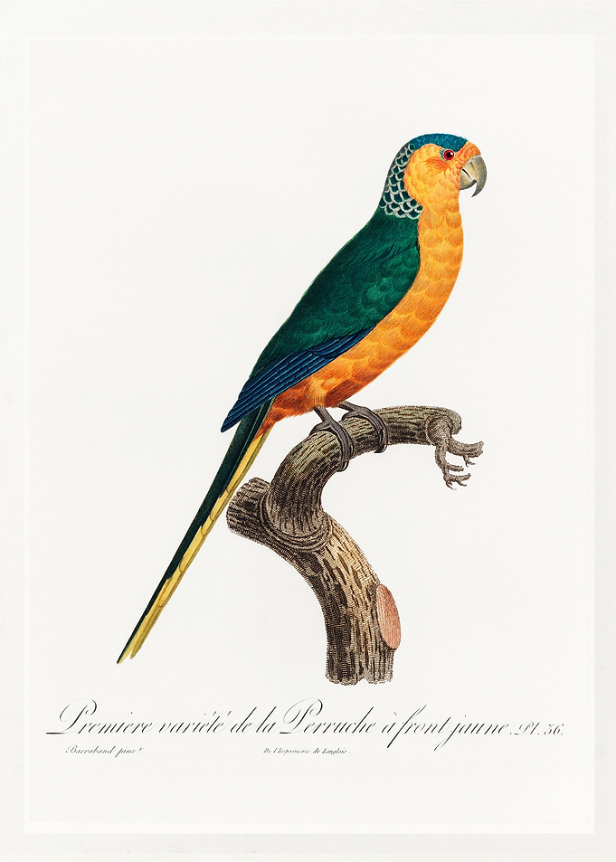 Yellow fronted parakeet