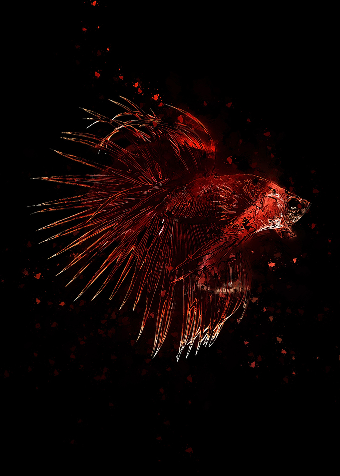 Fighting Betta Fish