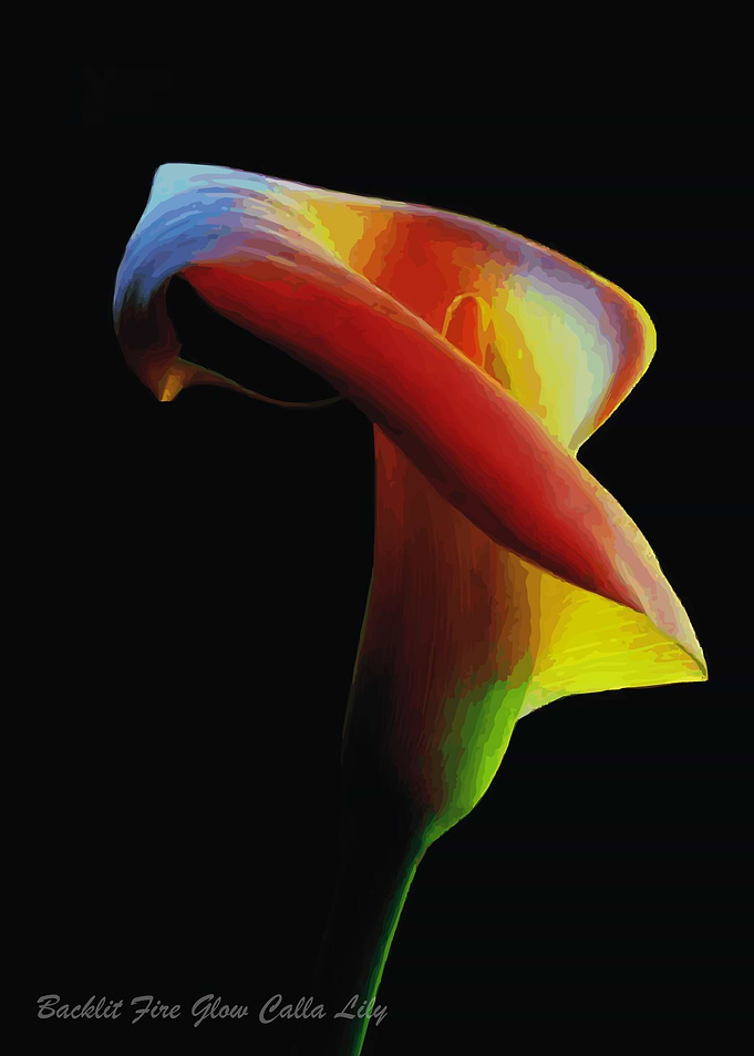 Backlit Fire Glow Calla Li
