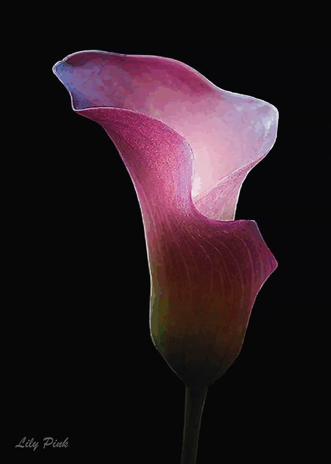 Lily Pink