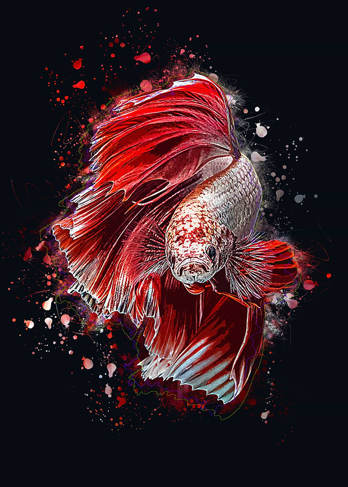 Cute Betta Fish
