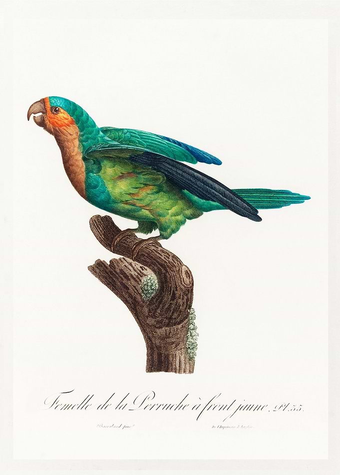 Yellow crowned parakeet