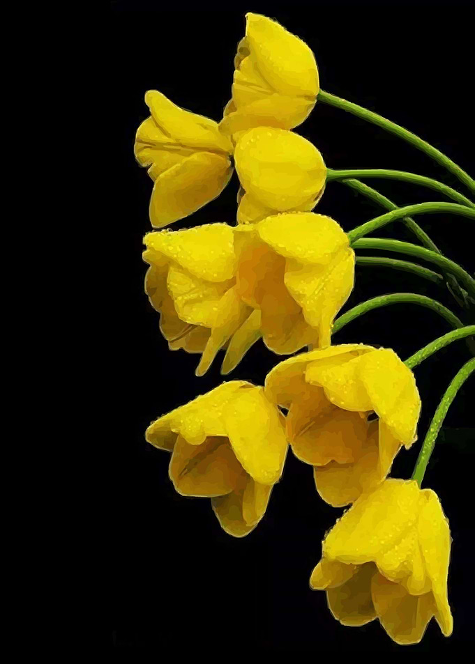 Beautiful Flower