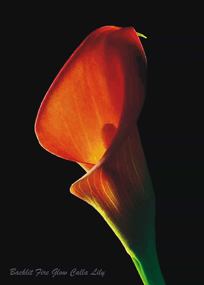 Backlit Fire Glow Calla Li