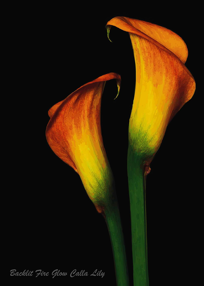 Backlit Fire Glow Calla Li
