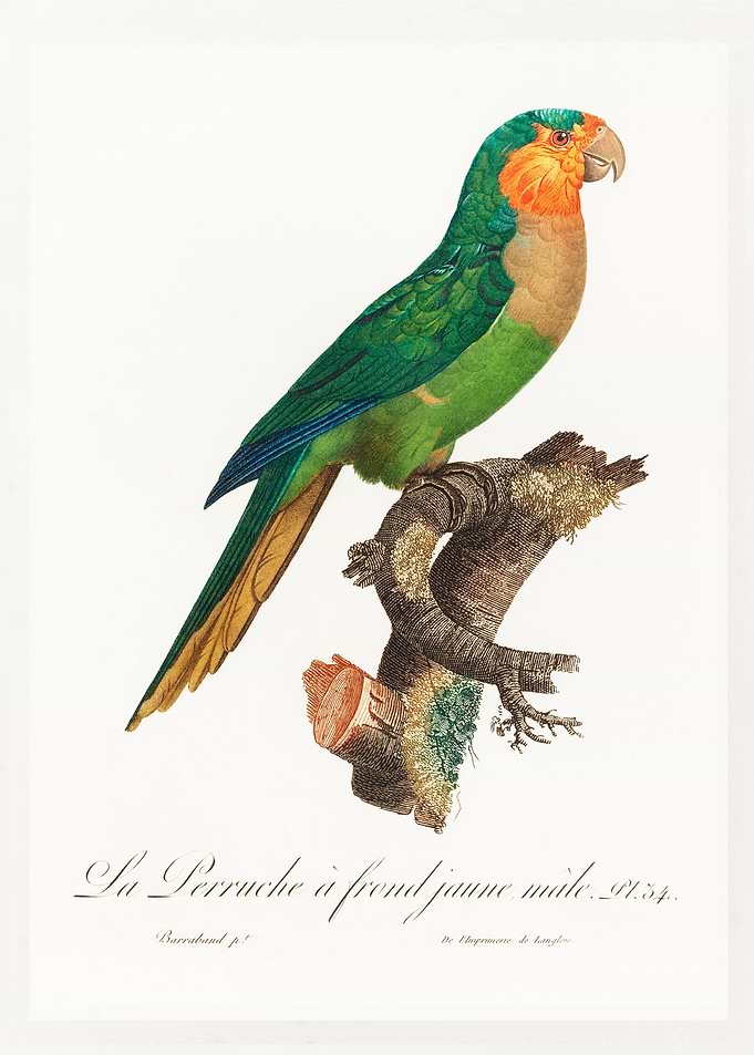 Yellow headed parrot