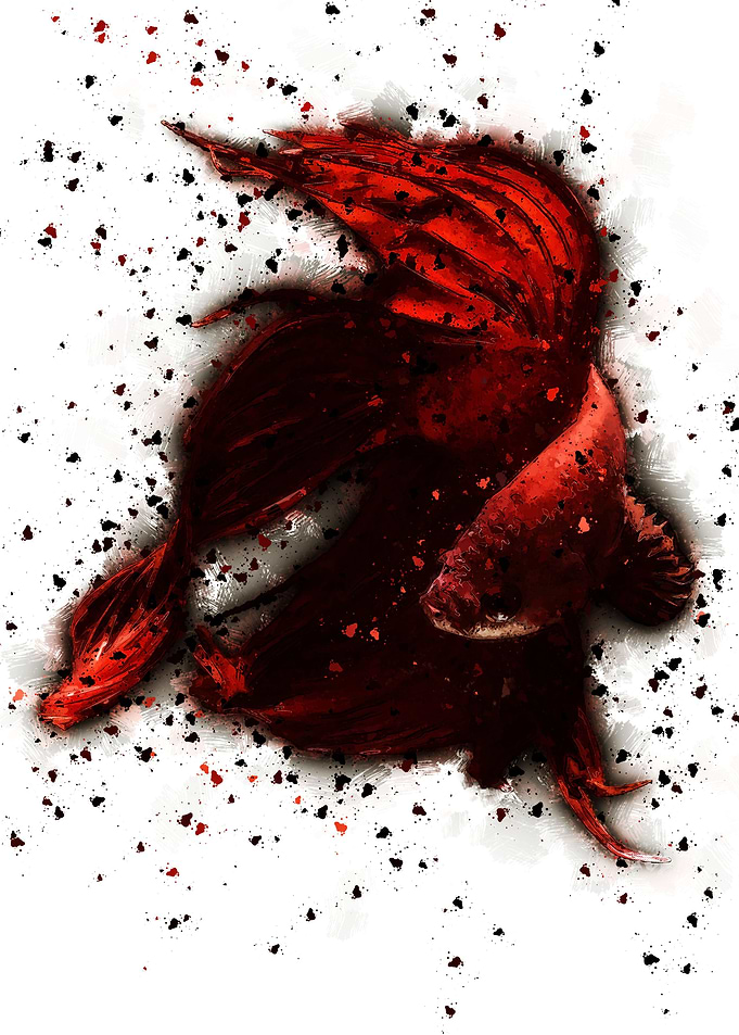 Fighting Fish