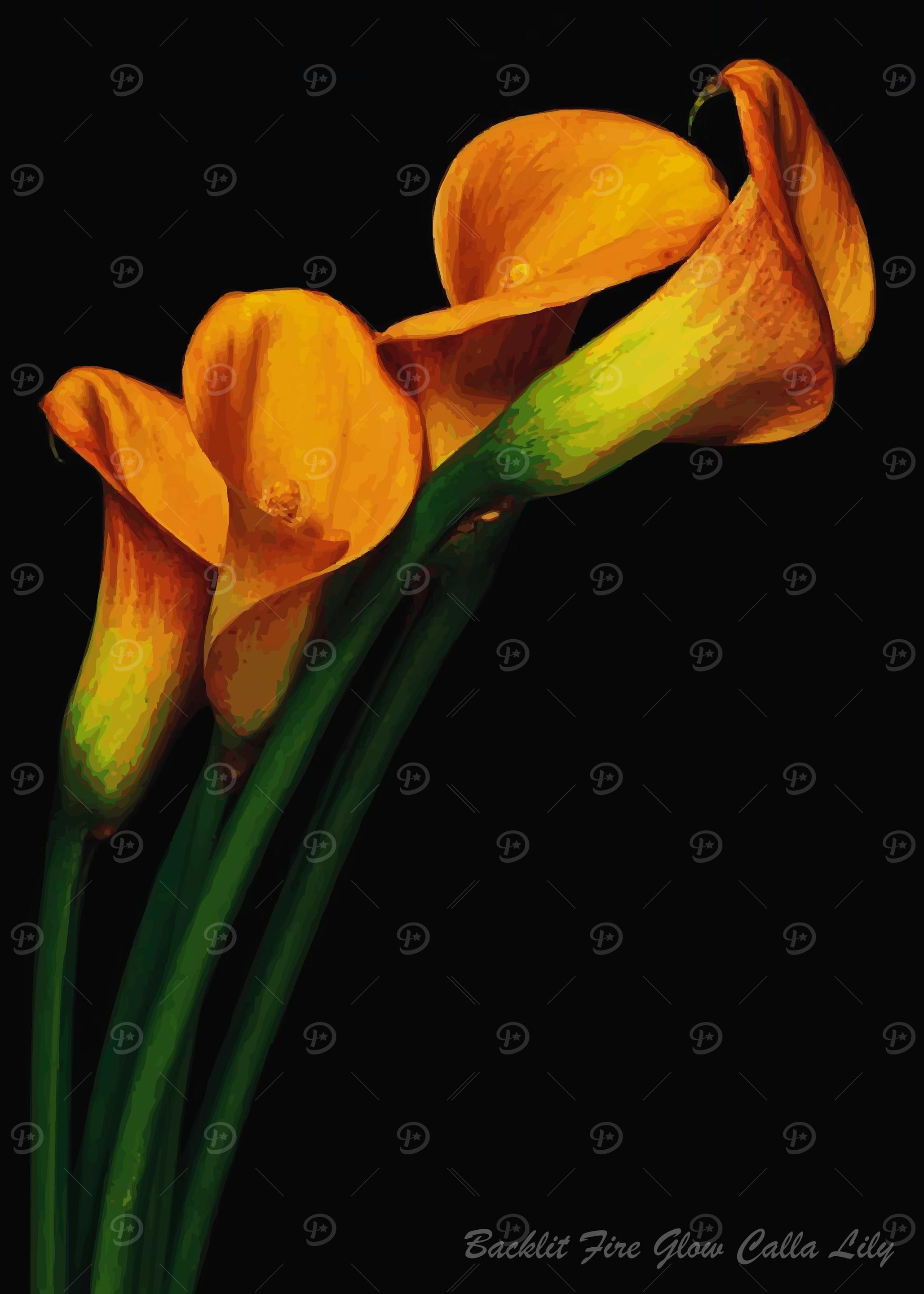 Backlit Fire Glow Calla Li