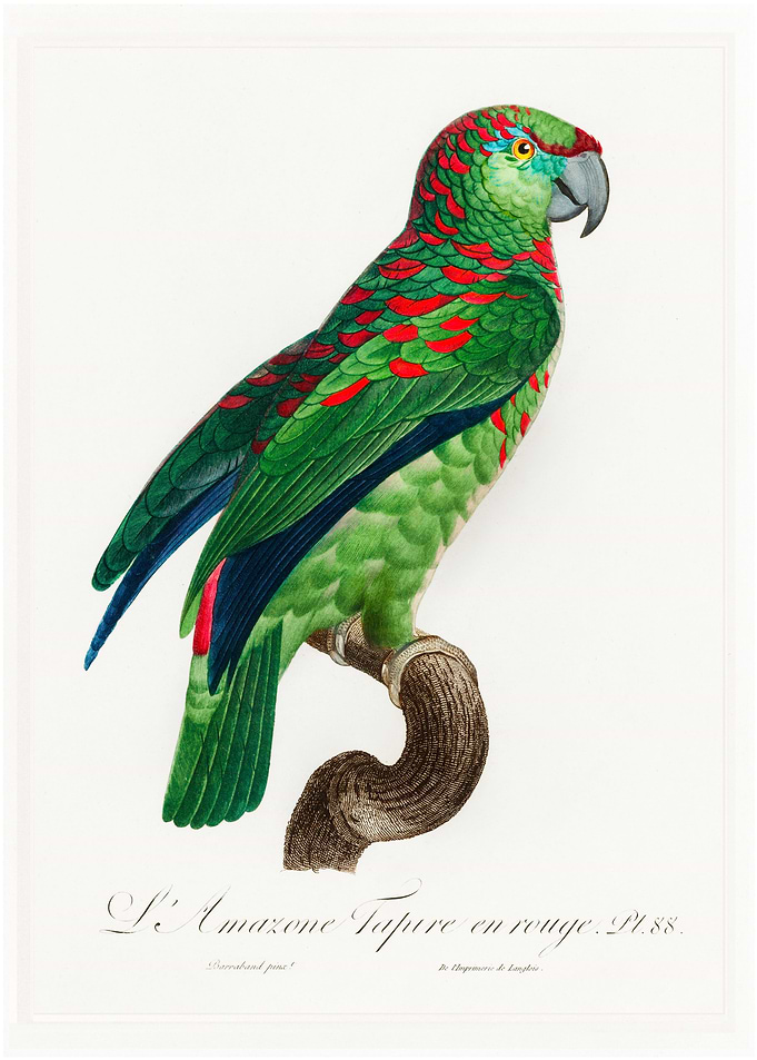 Turquoise fronted amazon