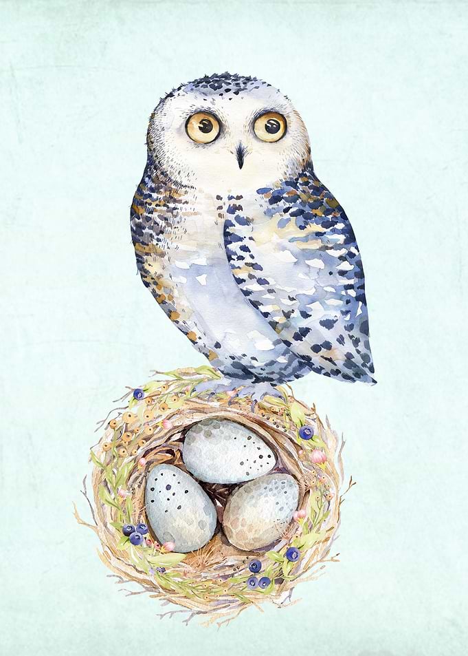 Owl