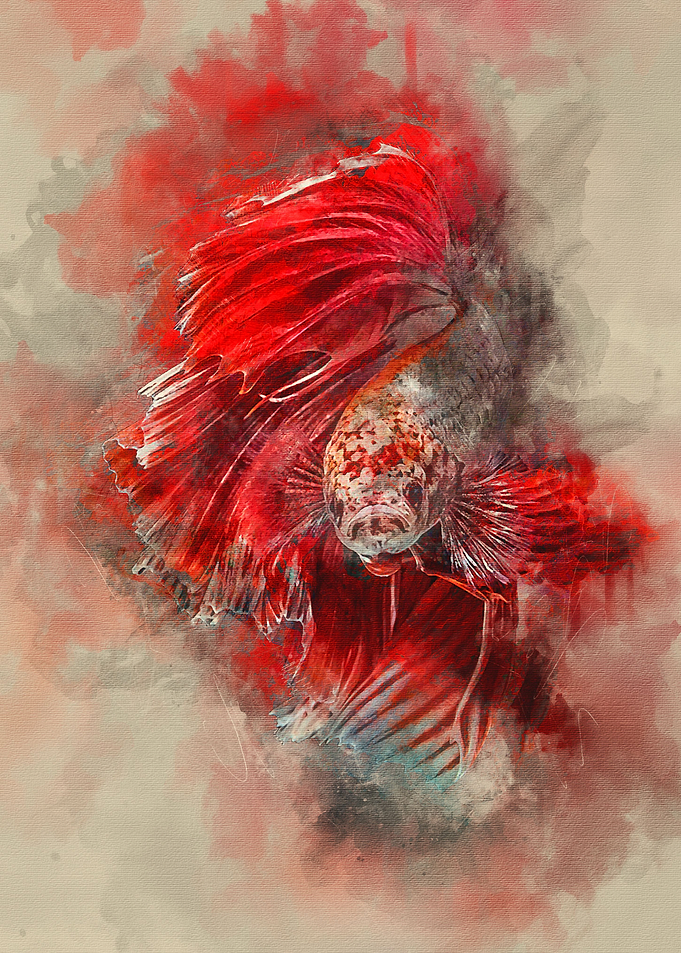 Siamese Fighting Fish