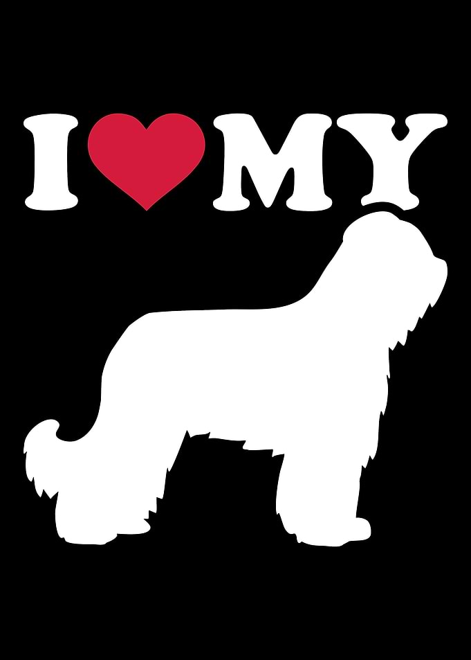 Briard
