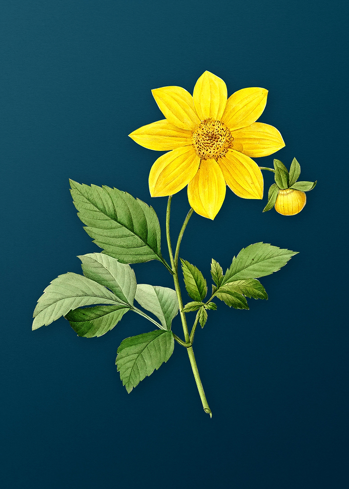 Dahlia Simplex on Teal