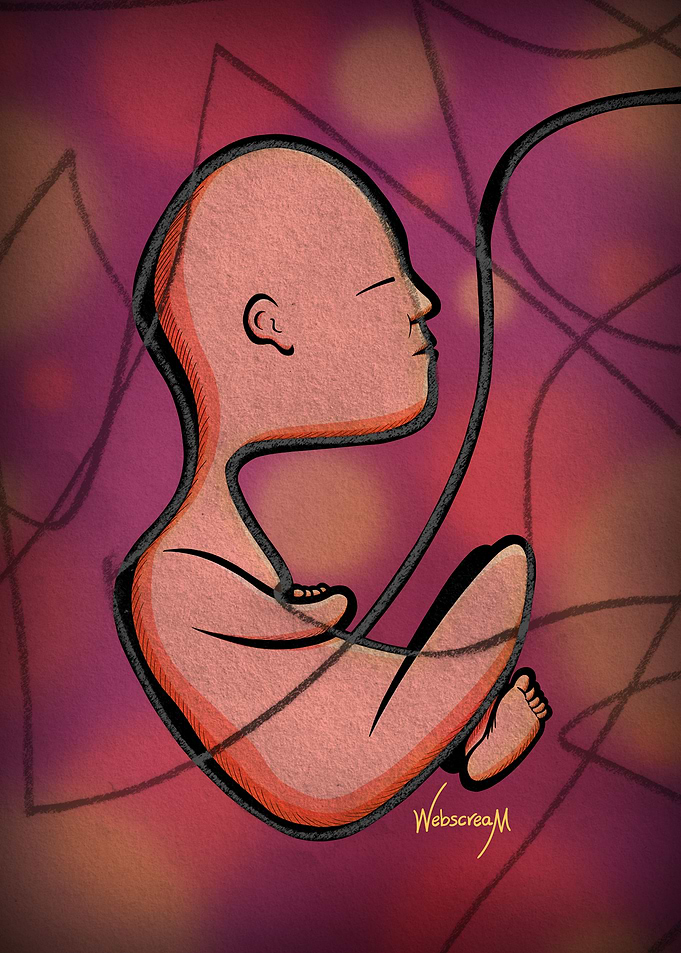 The Fetus