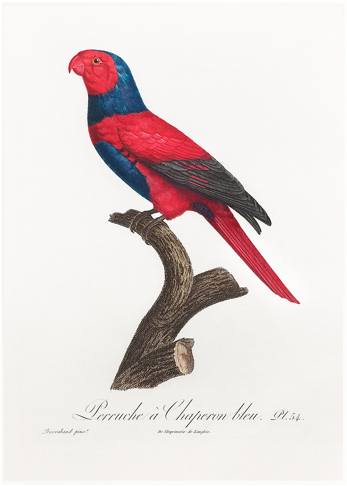 Violet necked lory