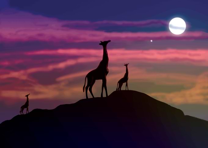 Giraffe Family Safari