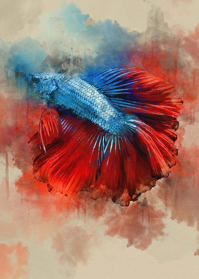 Blue Betta