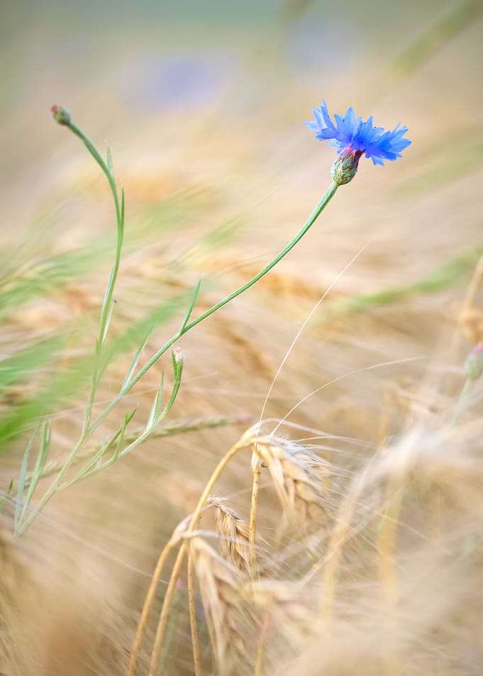 cornflower