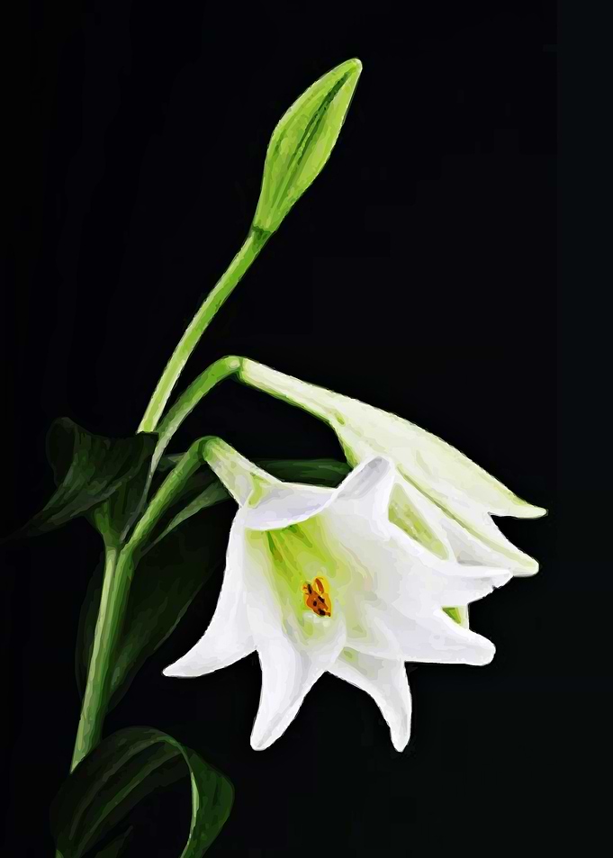 Beautiful Flower