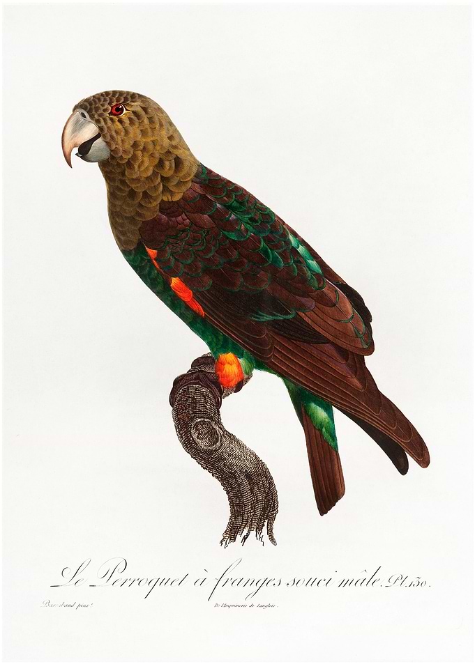 Uncape parrot
