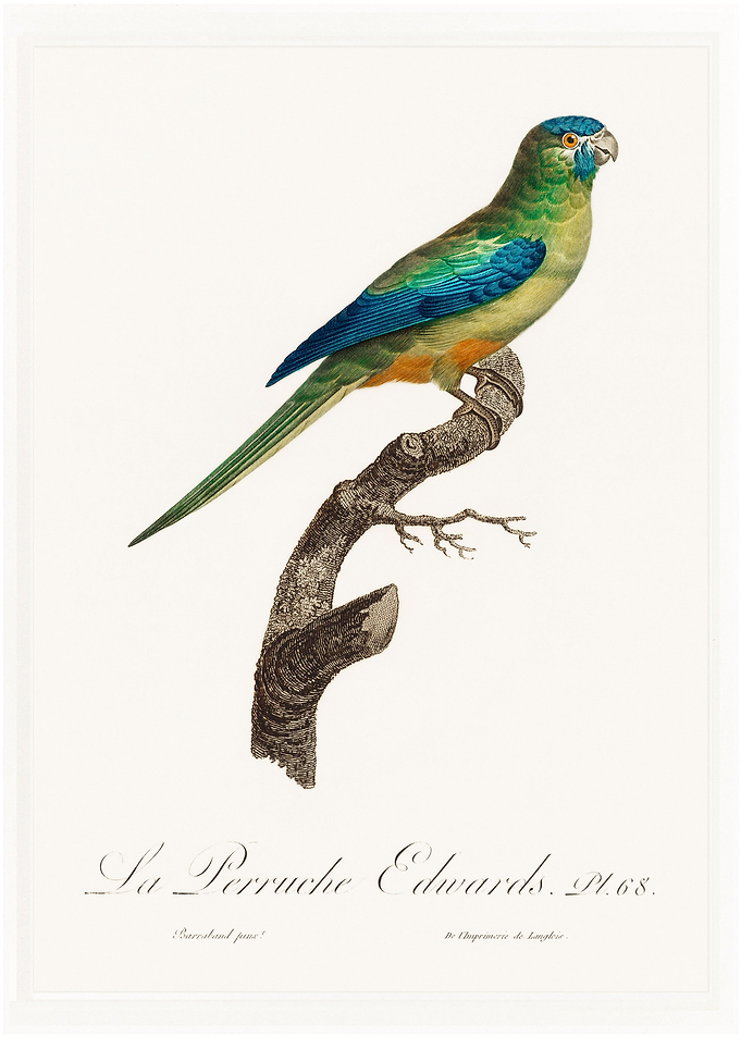 Turquoise parrot