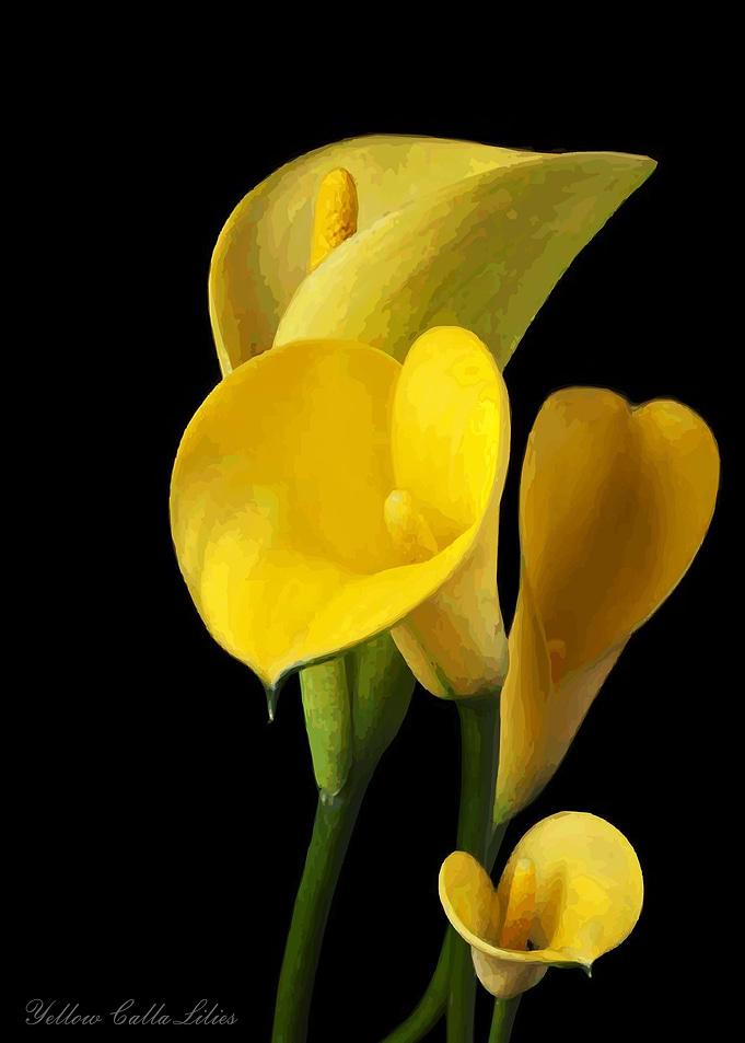 Beautiful Flower