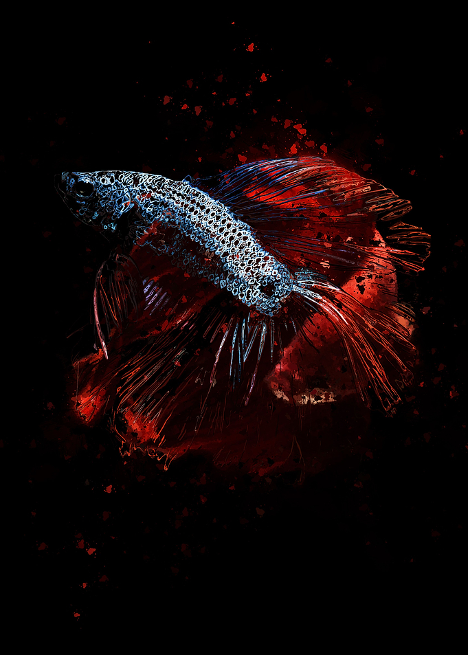 Betta Fish Blue Red