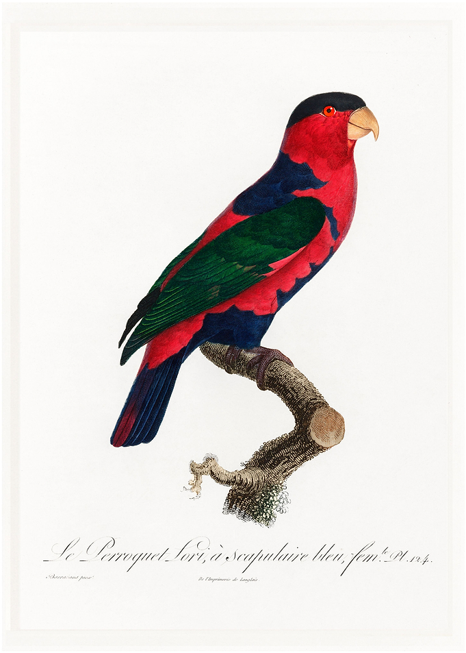 Tricolored lory